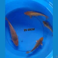 20-28cm BAHAN CARAMEL