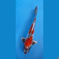 beni kiko male 35 cm
