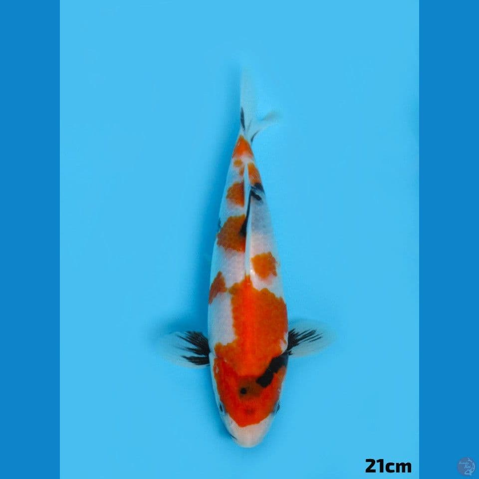 21cm Showa Tategoi