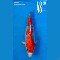 Goshiki 48cm Female Indonesia Breeder
