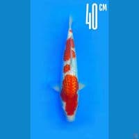 Kohaku Ginrin 40cm Male Serti Dealer