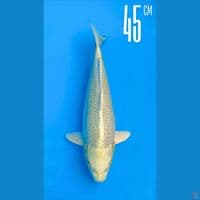 Ogon 45cm Line Momotaro Jinak