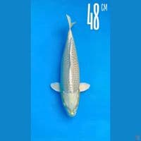 Ogon 48cm Line Momotaro