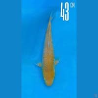 Chagoi 43cm