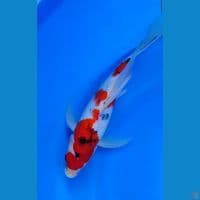 KUMPAY SANKE 34CM STRONG