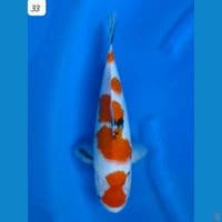 33cm Sanke Tategoi original