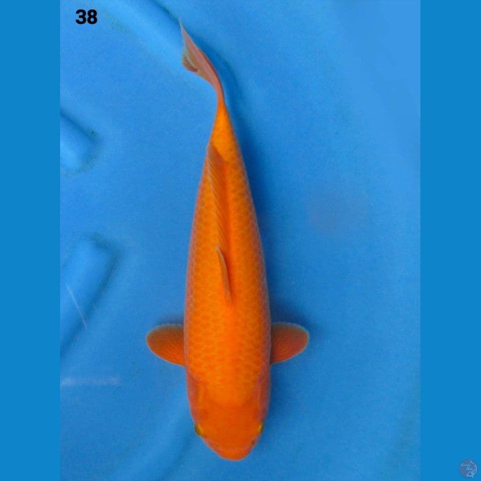 38cm Red Karashi