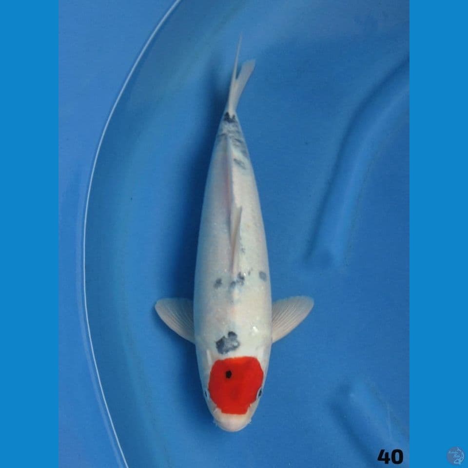 40cm - Tancho F1