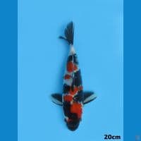 20cm - showa male 