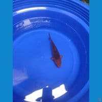 Karamel Madina Azis Calon Jumbo Male 23cm™