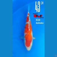 Kohaku Maruyama 43cm Male