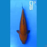 Chagoi 57cm Lokal