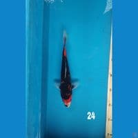 showa, 24cm
