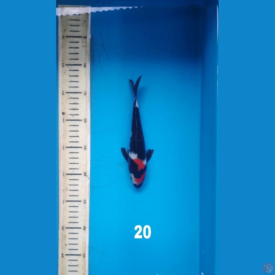 showa, 20cm