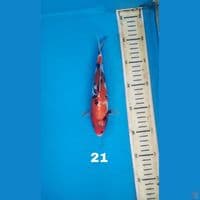 showa, 21cm