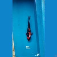 showa, 21cm
