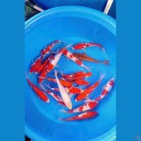 GOSANKE MIX 22-27CM 15EKOR LEBIH