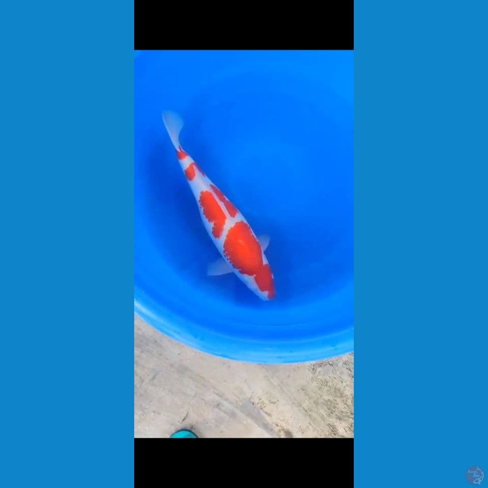 Kohaku 45cm. Female