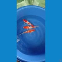  3 ekor 32 & 33 cm
