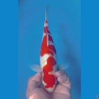 KOHAKU 31CM