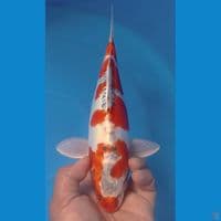 KIKO 32CM