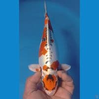 KIKO 32CM