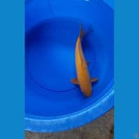 37CM CARAMEL