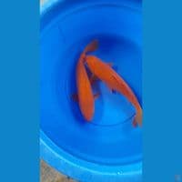 37,38CM RED CARAMEL