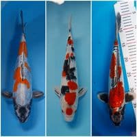 all male 35 cm