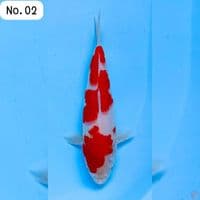 kohaku