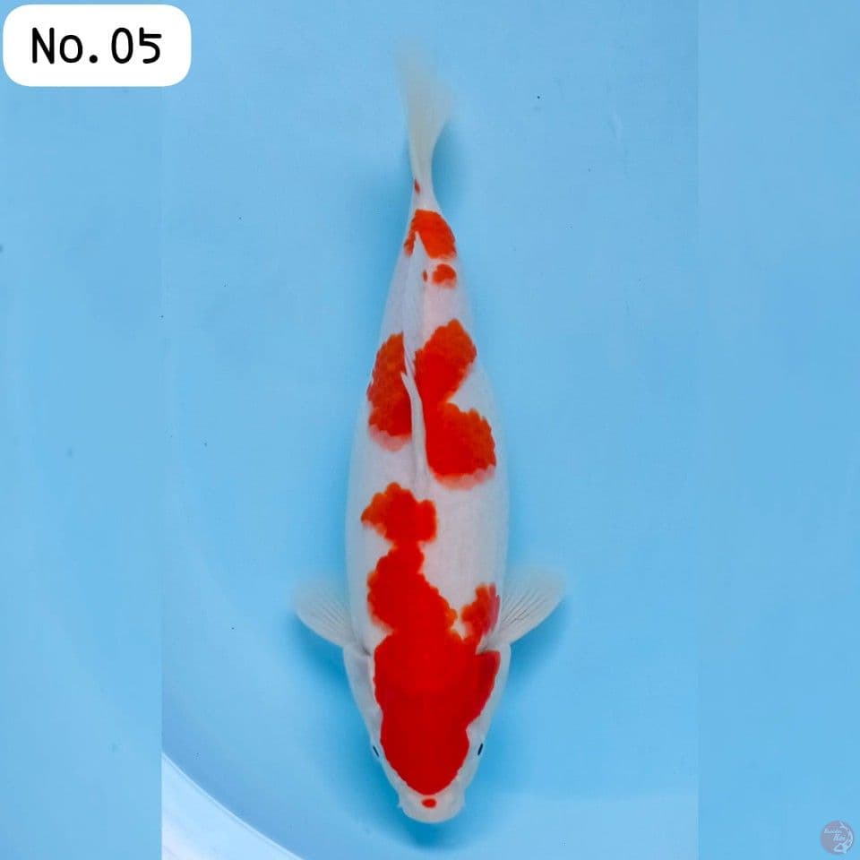 Kohaku SB