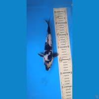 shiro 21cm