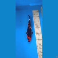 showa 24cm