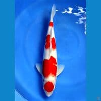 Original Maruten Kohaku 45cm | Male