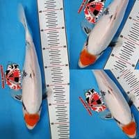 Tancho Showa Tategoi 33 cm