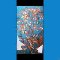 showa mix 14-18cm 100ekor