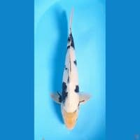 shiro male 45cm