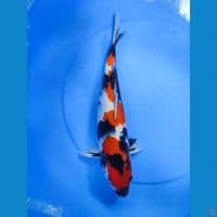 showa  original 40 cm 