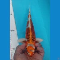 KUJAKU 29CM