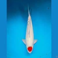 Tancho showa 58cm Male