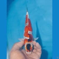 GOROMO 28CM