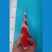 KOHAKU 30CM