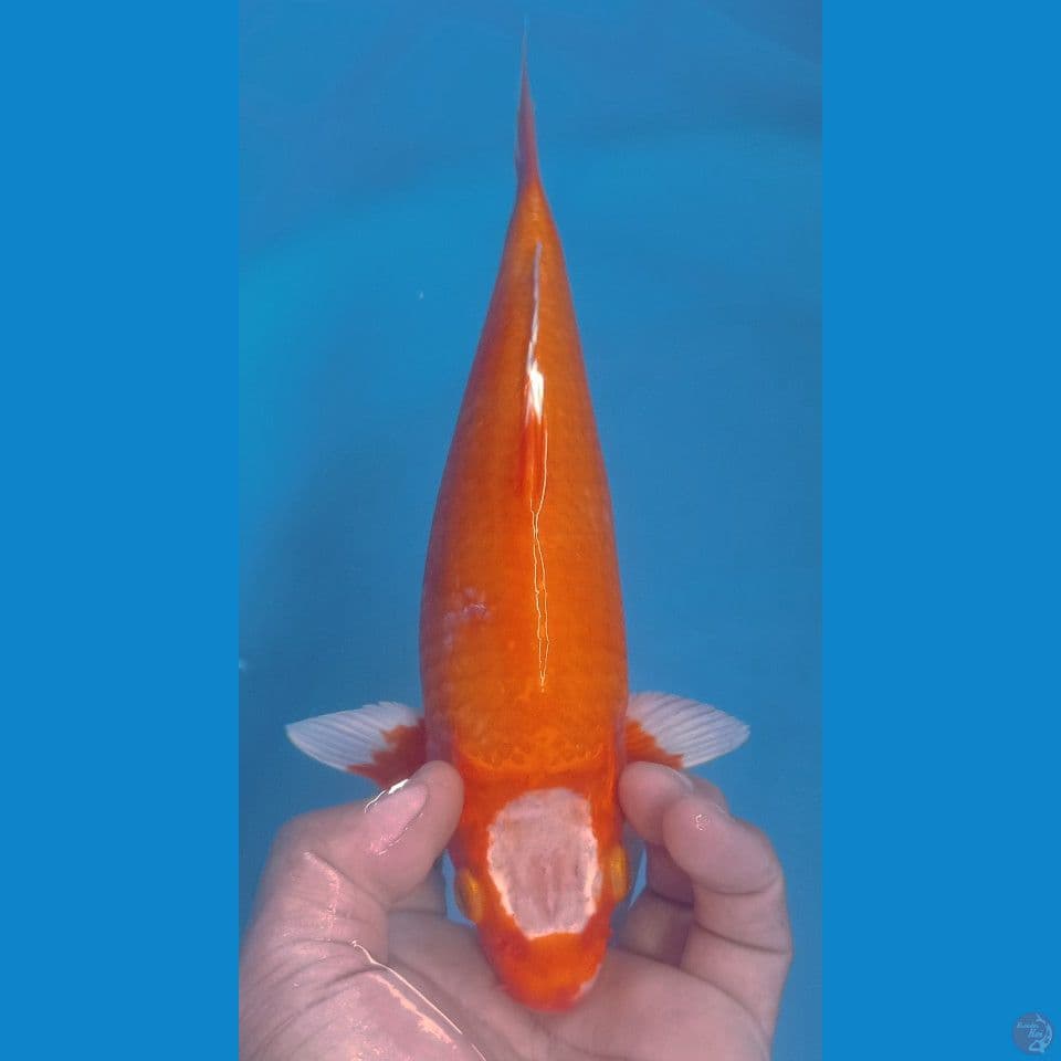HAJIRO 30CM