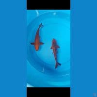 DUO CHAGOI PENJINAK KOLAM