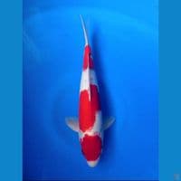 sanke 35cm male
