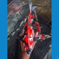 sowa doitsu murni merah strong  35 cm male