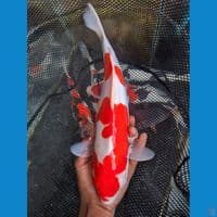 kohaku doitsu murni male