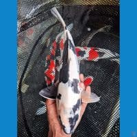 siro doitsu murni 35 cm male