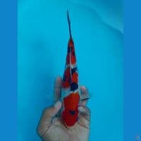 SANKE STEP 3 23CM