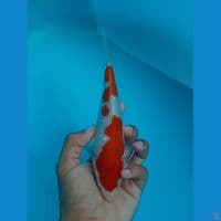 KOHAKU GINRIN SQ ORI 20CM